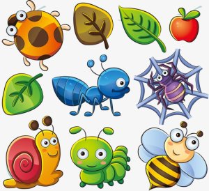insect