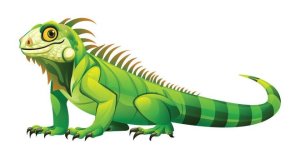 iguana